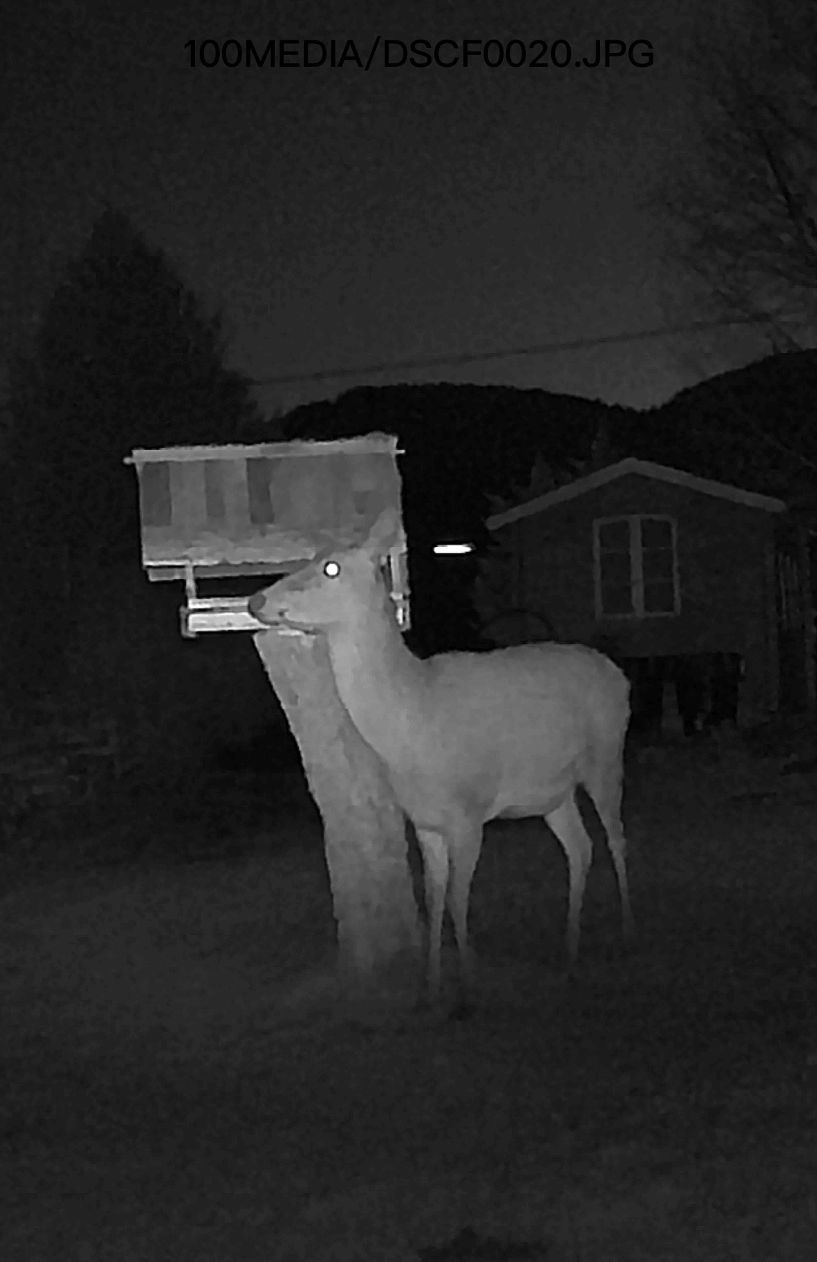 L'Hippocampe - photo 4